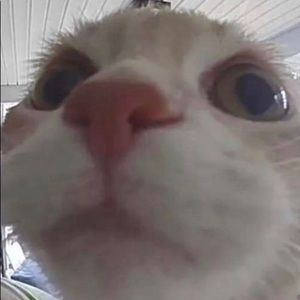 Meet your Posher, Isabella